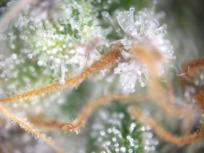 Dessert Grow #2 - Gorilla Cookies FF. Week 16 - F60 D109