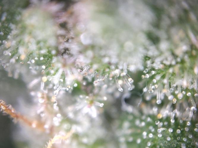 Dessert Grow #2 - Gorilla Cookies FF. Week 16 - F60 D109