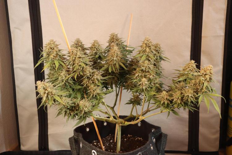 Dessert Grow #2 - Gorilla Cookies FF. Week 16 - F60 D109