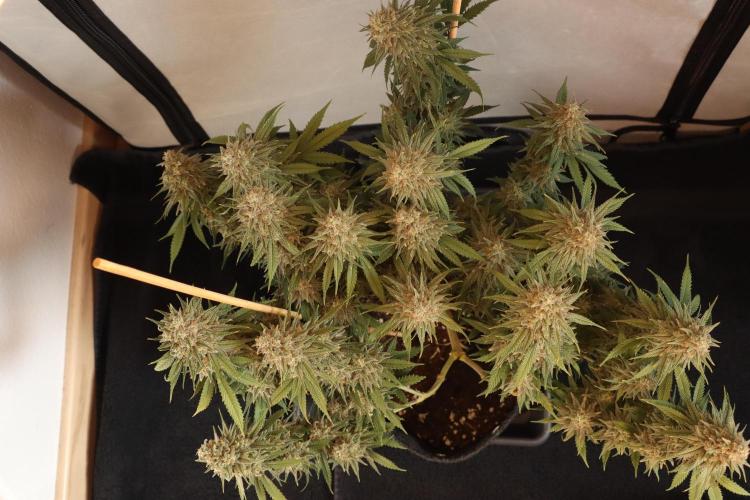 Dessert Grow #2 - Gorilla Cookies FF. Week 16 - F60 D109