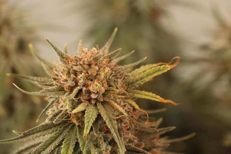 Dessert Grow#2 - Wedding Cheesecake FF. Week 16 - F60 D109