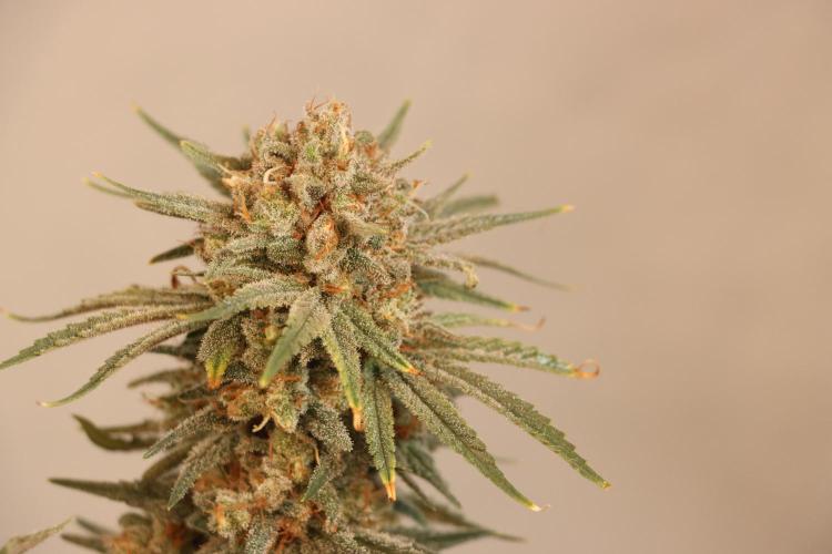Dessert Grow#2 - Wedding Cheesecake FF. Week 16 - F60 D109