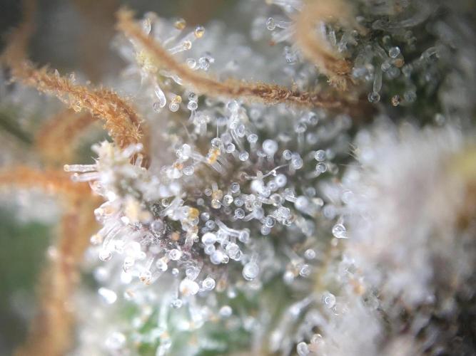 Dessert Grow#2 - Wedding Cheesecake FF. Week 16 - F60 D109