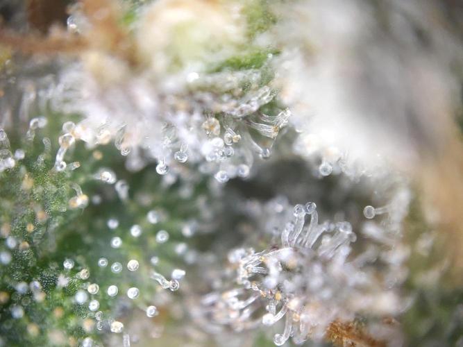 Dessert Grow#2 - Wedding Cheesecake FF. Week 16 - F60 D109