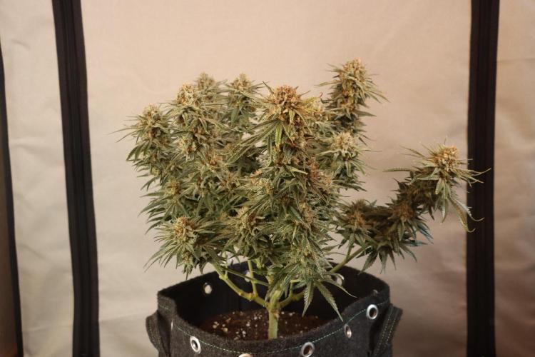 Dessert Grow#2 - Wedding Cheesecake FF. Week 16 - F60 D109
