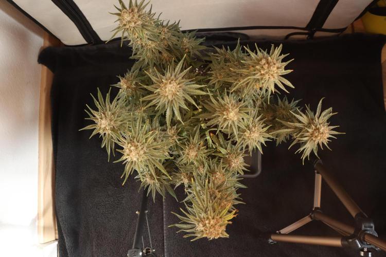 Dessert Grow#2 - Wedding Cheesecake FF. Week 16 - F60 D109