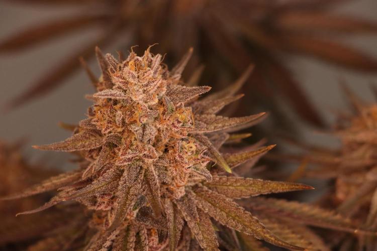 Dessert Grow#2 - Purple Lemonade FF. Week 17 - F66 D115