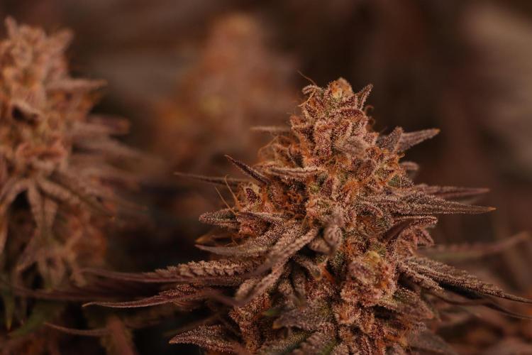 Dessert Grow#2 - Purple Lemonade FF. Week 17 - F66 D115