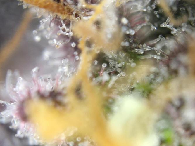 Dessert Grow#2 - Purple Lemonade FF. Week 17 - F66 D115