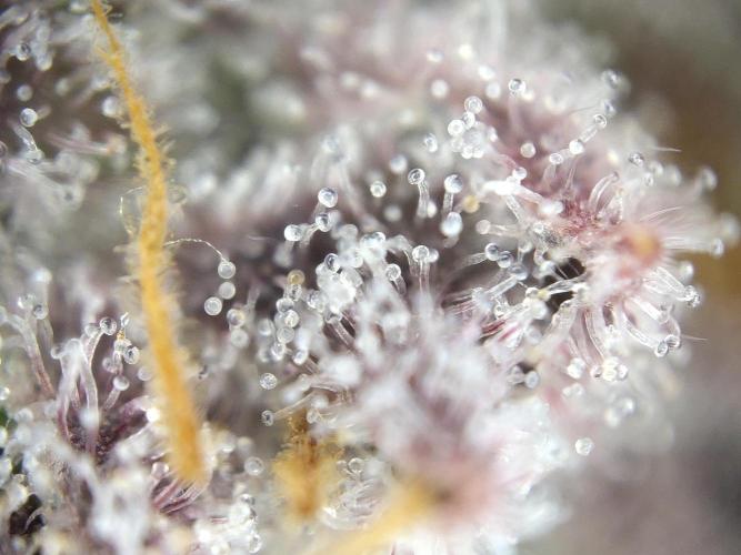 Dessert Grow#2 - Purple Lemonade FF. Week 17 - F66 D115