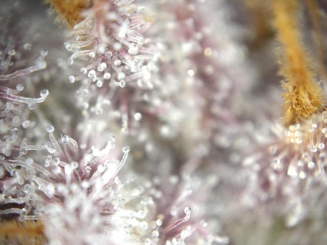 Dessert Grow#2 - Purple Lemonade FF. Week 17 - F66 D115