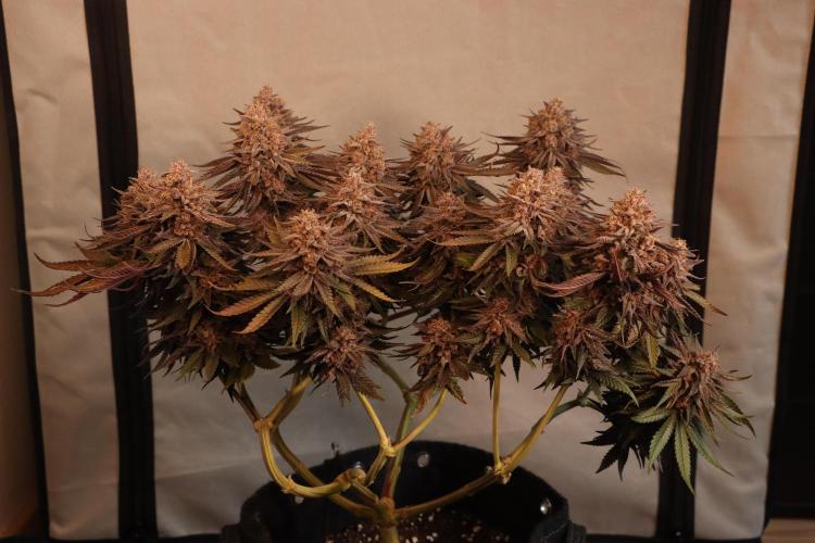 Dessert Grow#2 - Purple Lemonade FF. Week 17 - F66 D115