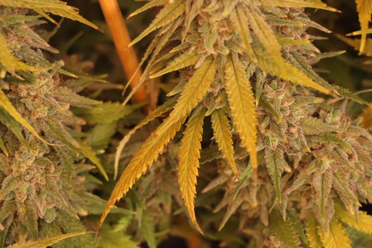 Dessert Grow #2 - Gorilla Cookies FF. Week 17 - F66 D115