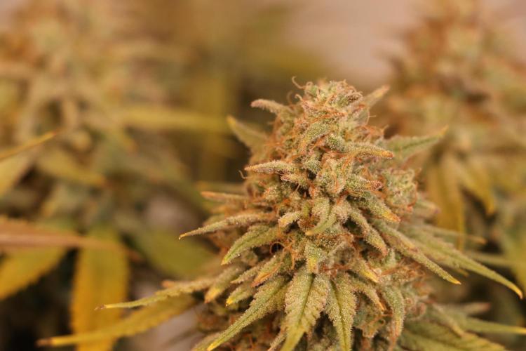 Dessert Grow #2 - Gorilla Cookies FF. Week 17 - F66 D115