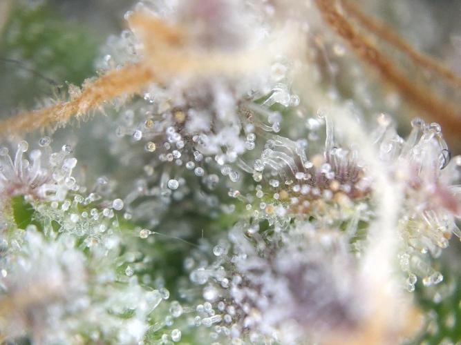 Dessert Grow #2 - Gorilla Cookies FF. Week 17 - F66 D115