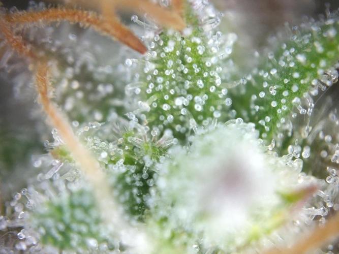 Dessert Grow #2 - Gorilla Cookies FF. Week 17 - F66 D115