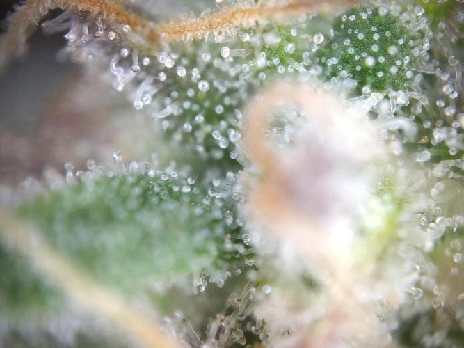 Dessert Grow #2 - Gorilla Cookies FF. Week 17 - F66 D115