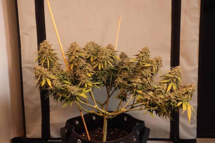 Dessert Grow #2 - Gorilla Cookies FF. Week 17 - F66 D115