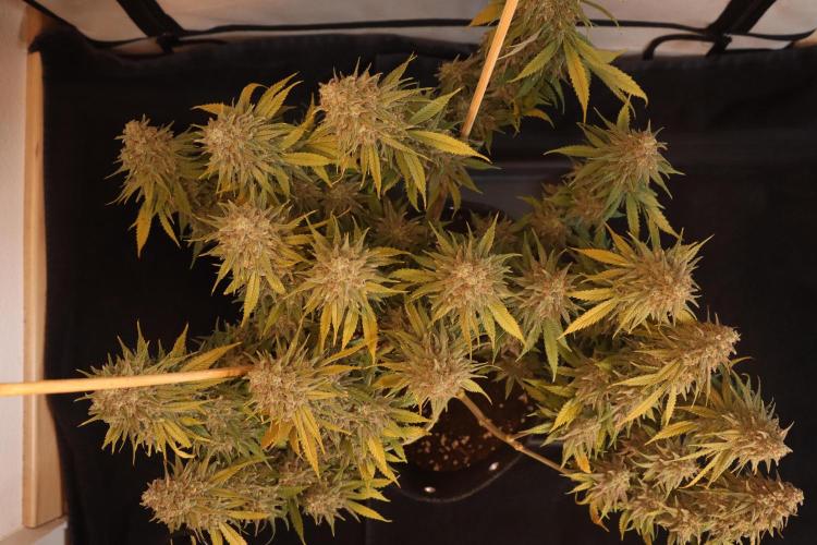 Dessert Grow #2 - Gorilla Cookies FF. Week 17 - F66 D115