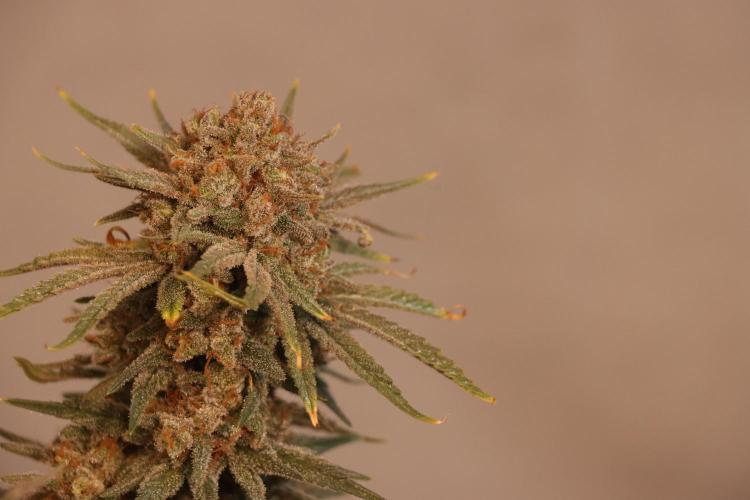 Dessert Grow#2 - Wedding Cheesecake FF. Week 17 - F66 D115
