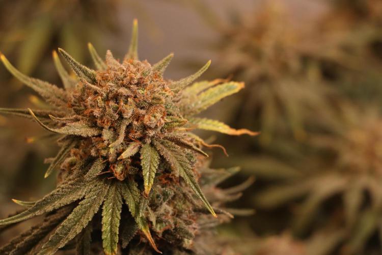 Dessert Grow#2 - Wedding Cheesecake FF. Week 17 - F66 D115