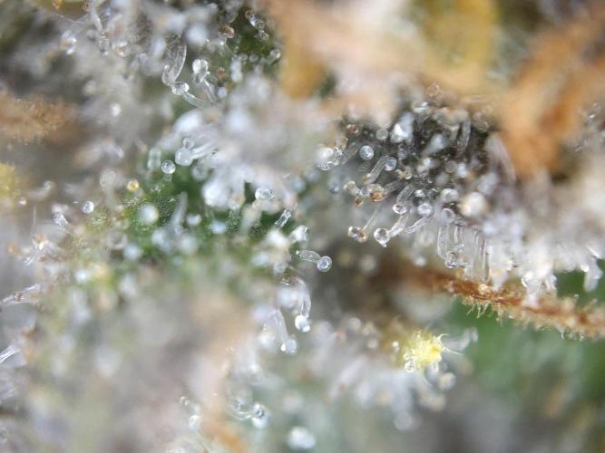 Dessert Grow#2 - Wedding Cheesecake FF. Week 17 - F66 D115