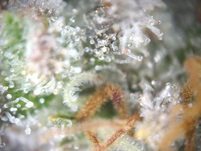 Dessert Grow#2 - Wedding Cheesecake FF. Week 17 - F66 D115