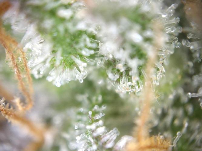 Dessert Grow#2 - Wedding Cheesecake FF. Week 17 - F66 D115