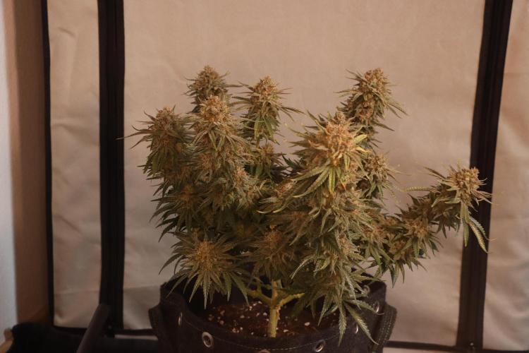 Dessert Grow#2 - Wedding Cheesecake FF. Week 17 - F66 D115