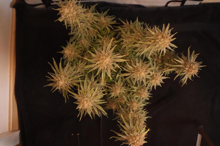 Dessert Grow#2 - Wedding Cheesecake FF. Week 17 - F66 D115