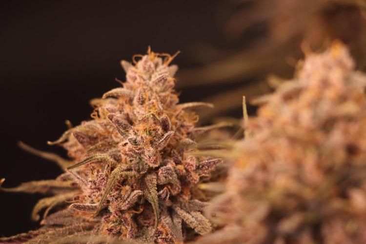 Dessert Grow#2 - Purple Lemonade FF. Week 18 - F69 D118
