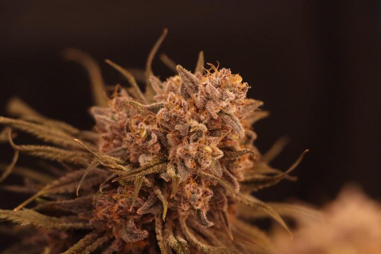 Dessert Grow#2 - Purple Lemonade FF. Week 18 - F69 D118