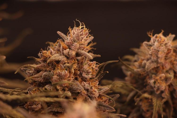 Dessert Grow#2 - Purple Lemonade FF. Week 18 - F69 D118