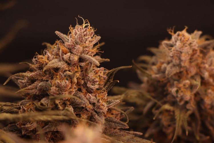 Dessert Grow#2 - Purple Lemonade FF. Week 18 - F69 D118