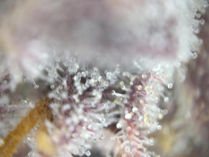 Dessert Grow#2 - Purple Lemonade FF. Week 18 - F69 D118
