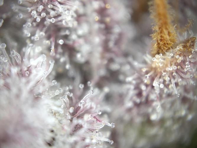 Dessert Grow#2 - Purple Lemonade FF. Week 18 - F69 D118