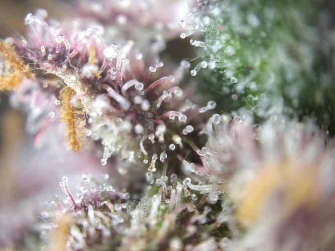 Dessert Grow#2 - Purple Lemonade FF. Week 18 - F69 D118