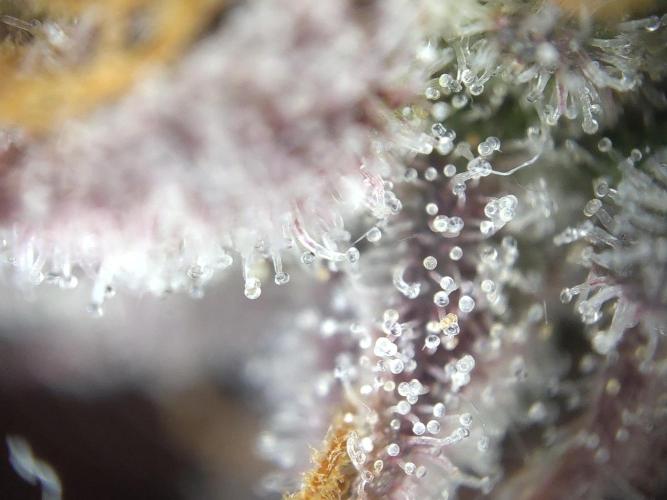 Dessert Grow#2 - Purple Lemonade FF. Week 18 - F69 D118