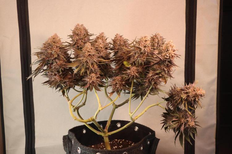 Dessert Grow#2 - Purple Lemonade FF. Week 18 - F69 D118
