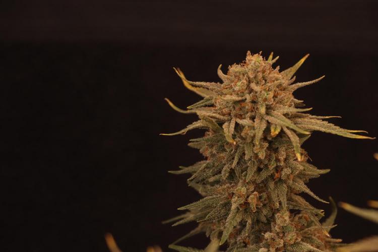 Dessert Grow#2 - Wedding Cheesecake FF. Week 18 - D118 F69