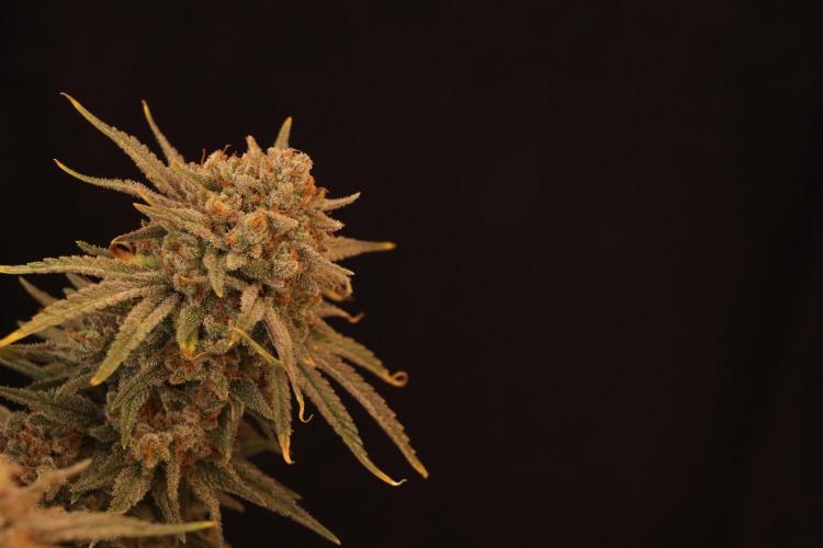 Dessert Grow#2 - Wedding Cheesecake FF. Week 18 - D118 F69