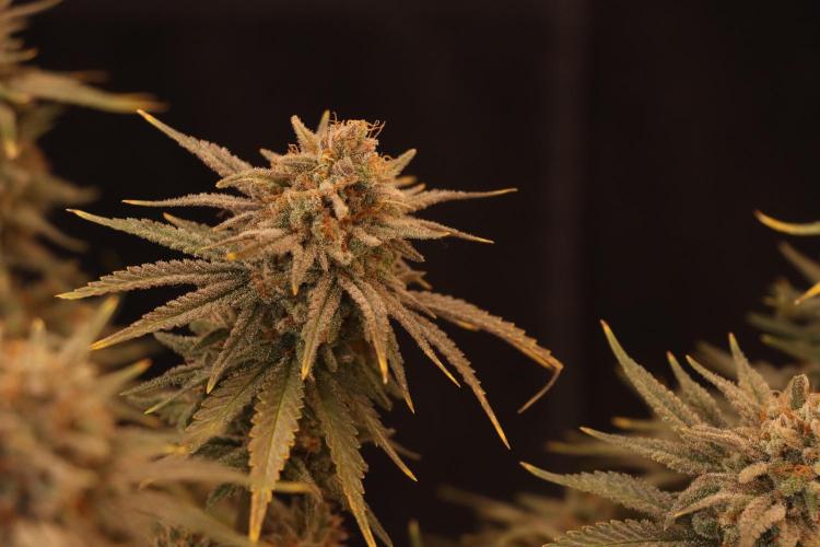 Dessert Grow#2 - Wedding Cheesecake FF. Week 18 - D118 F69