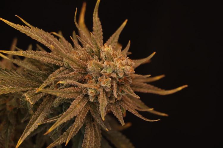 Dessert Grow#2 - Wedding Cheesecake FF. Week 18 - D118 F69