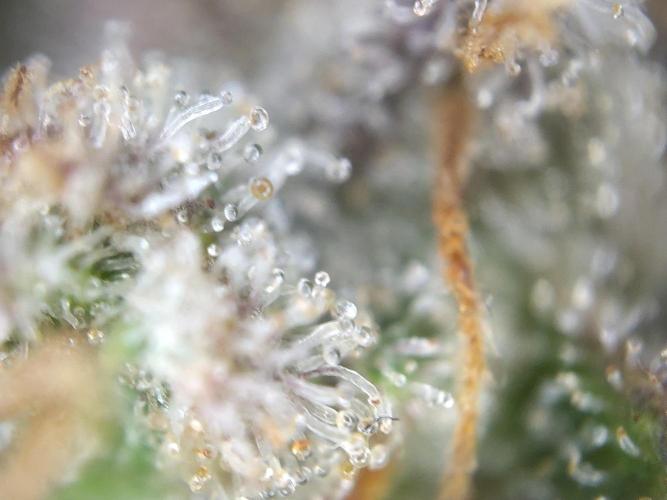 Dessert Grow#2 - Wedding Cheesecake FF. Week 18 - D118 F69