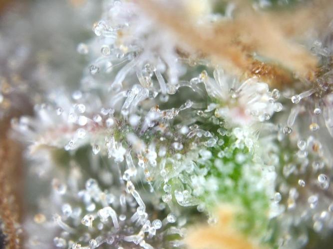 Dessert Grow#2 - Wedding Cheesecake FF. Week 18 - D118 F69