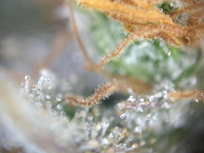 Dessert Grow#2 - Wedding Cheesecake FF. Week 18 - D118 F69