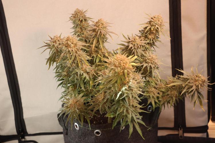 Dessert Grow#2 - Wedding Cheesecake FF. Week 18 - D118 F69