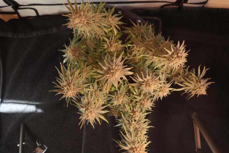 Dessert Grow#2 - Wedding Cheesecake FF. Week 18 - D118 F69