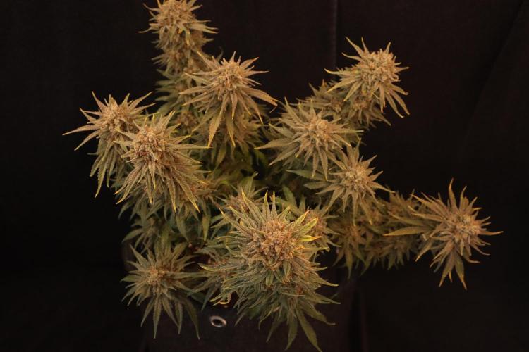 Dessert Grow#2 - Wedding Cheesecake FF. Week 18 - D118 F69