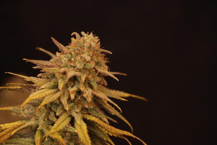 Dessert Grow #2 - Gorilla Cookies FF. Week 18 - D118 F69